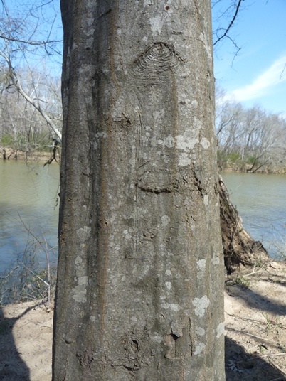 {Carpinus caroliniana}